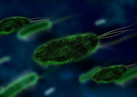 причиной гастрита является бактерия - Helicobacter